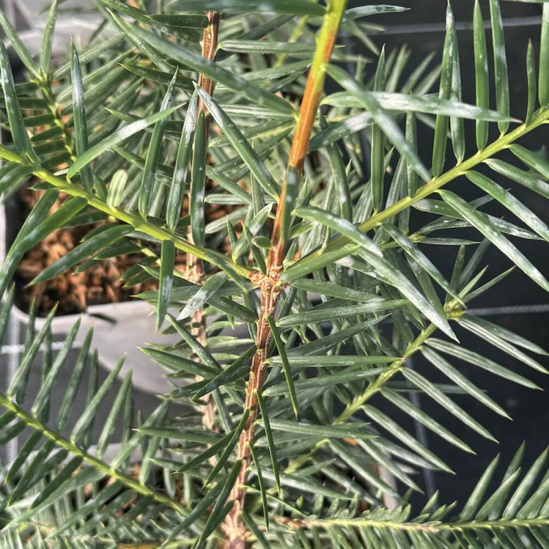 Torreya californica