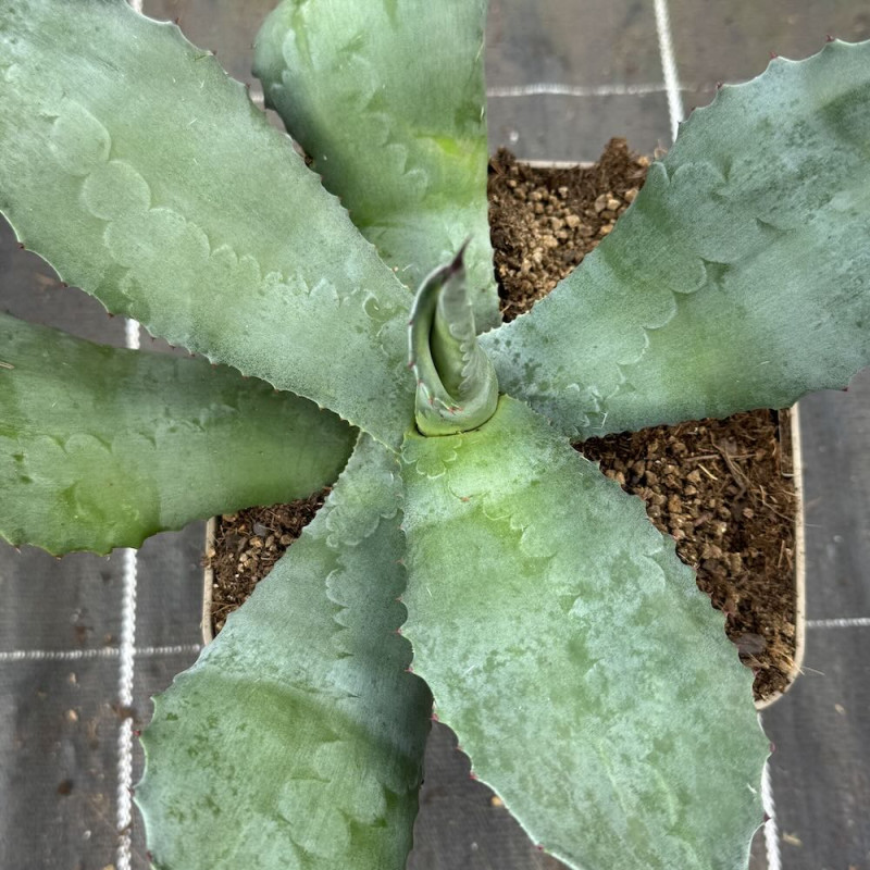 Agave inaequidens Ashy White