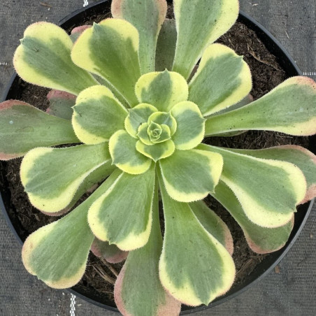 Aeonium Tesla
