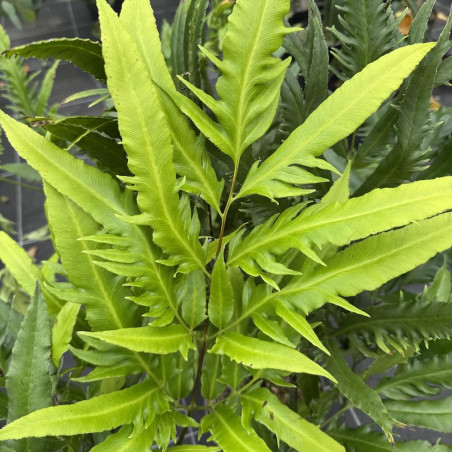 Coniogramme intermedia Yoroi Musha