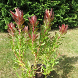 Leucadendron safari sunset