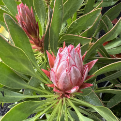 Protea Mini King®