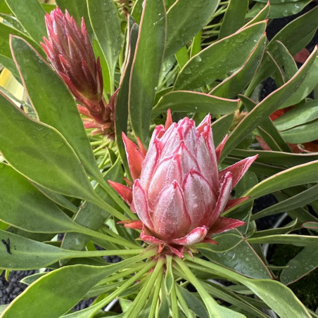 Protea Mini King®
