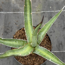 Agave kerchovei Huajuapan Red