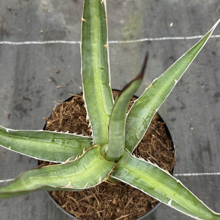 Agave kerchovei Huajuapan Red