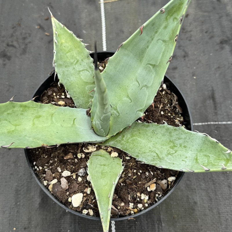 Agave asperrima maderensis