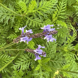 Lavandula canariensis
