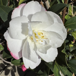 Camellia sasanqua Blush