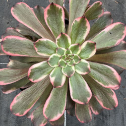 Aeonium Fire Cloud