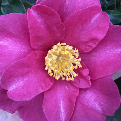 Camellia sasanqua Belinda