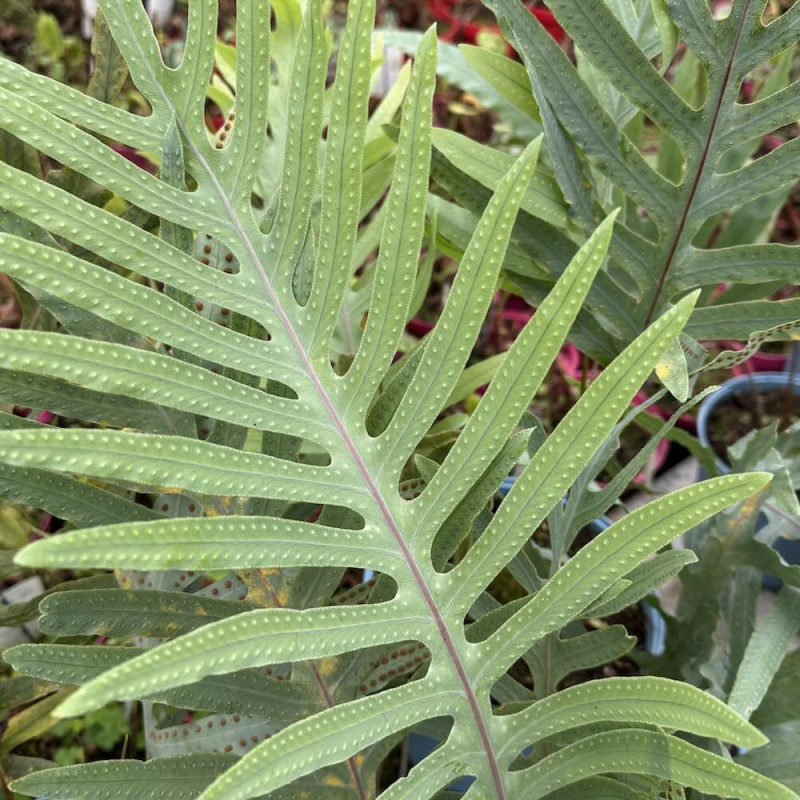 Phlebodium pseudoaureum