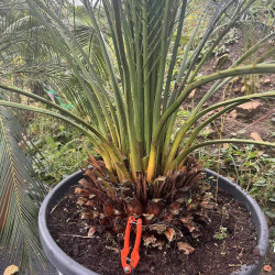 Macrozamia mountperriensis