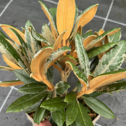 Rhododendron bureavii Hydon Velvet