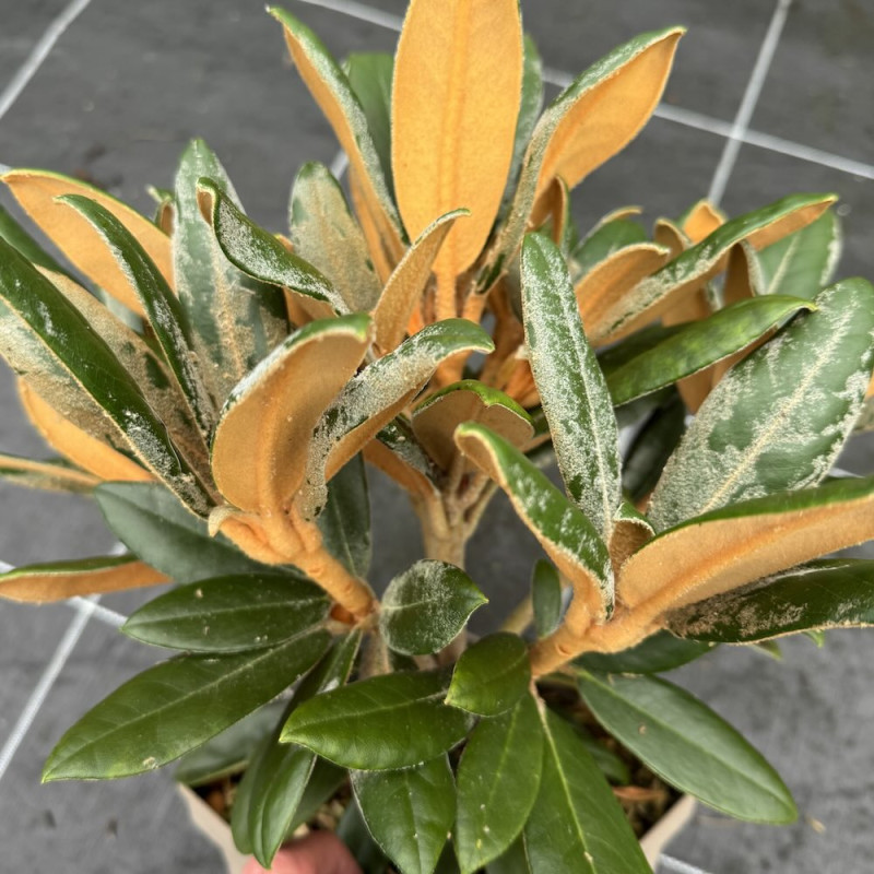 Rhododendron bureavii Hydon Velvet