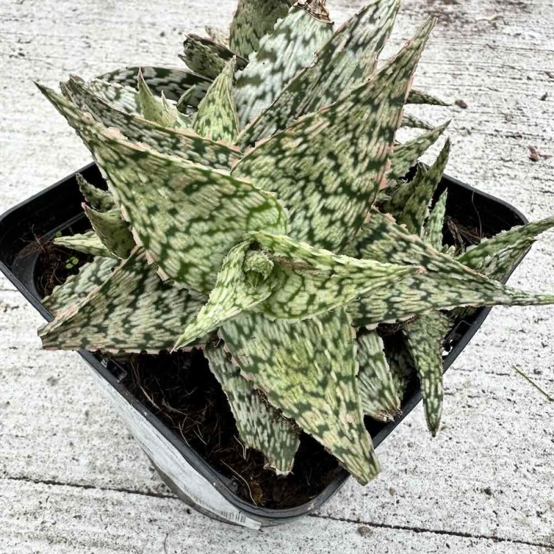 Aloe rauhii Cleopatra