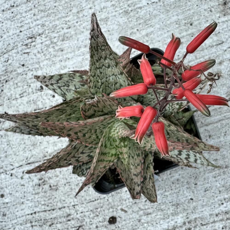 Aloe rauhii Cleopatra | À l'ombre des figuiers