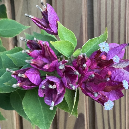 Bougainvillea Mini Thai
