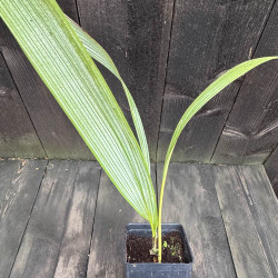 Johannesteijsmannia magnifica