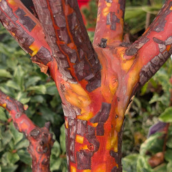 Arbutus x andrachnoides