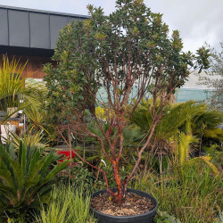 Arbutus x andrachnoides