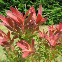 Leucadendron 'fireglow'