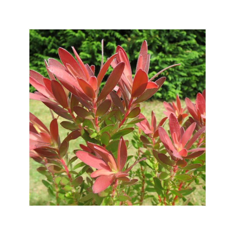 Leucadendron 'fireglow'