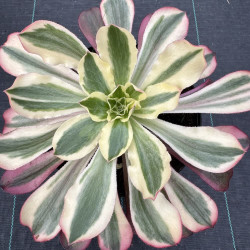 Aeonium Phantom