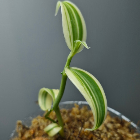 Vanilla planifolia albo variegata