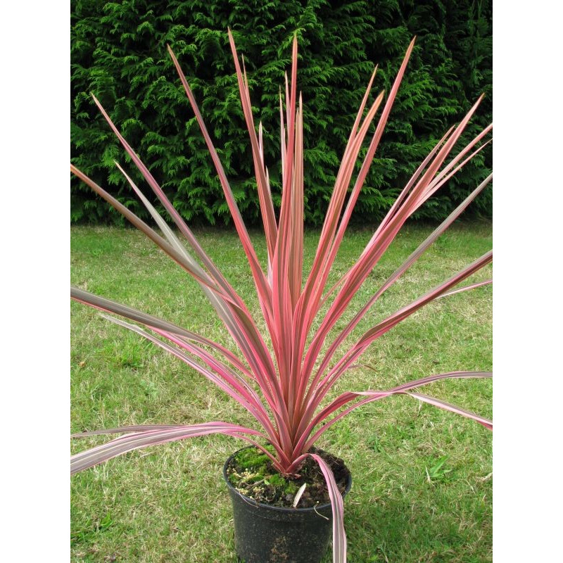 Cordyline australis 'southern splendour'