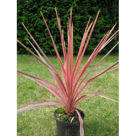 Cordyline australis 'southern splendour'