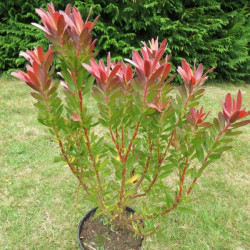 Leucadendron 'fireglow'