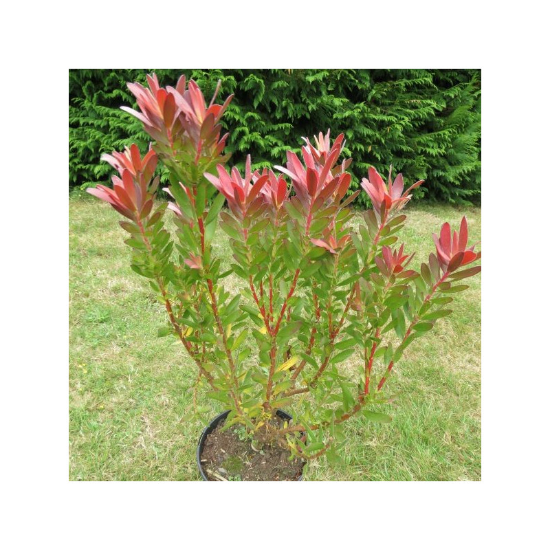 Leucadendron salignum 'red gem'