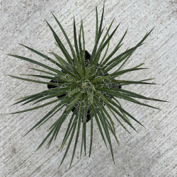 Agave geminiflora Rasta Man