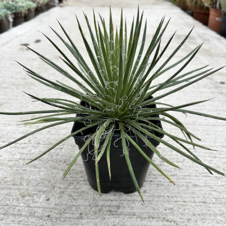 Agave geminiflora Rasta Man