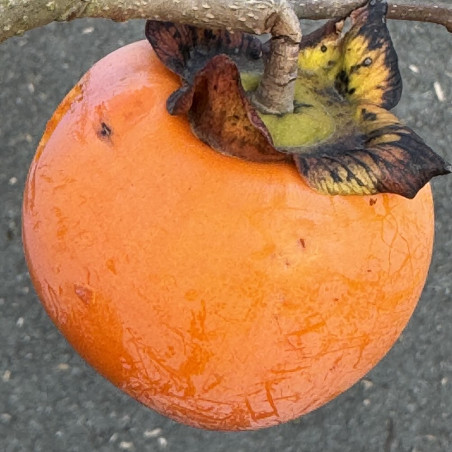 Diospyros kaki Russian Beauty