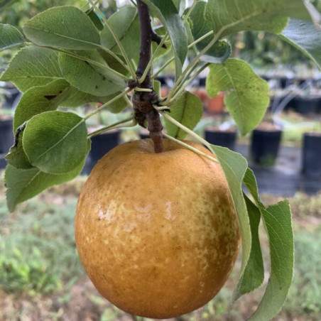 Pyrus communis Benita