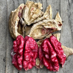 Juglans regia Red Phantom