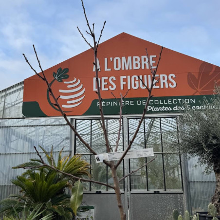 Prunus dulcis Robijn, amandier