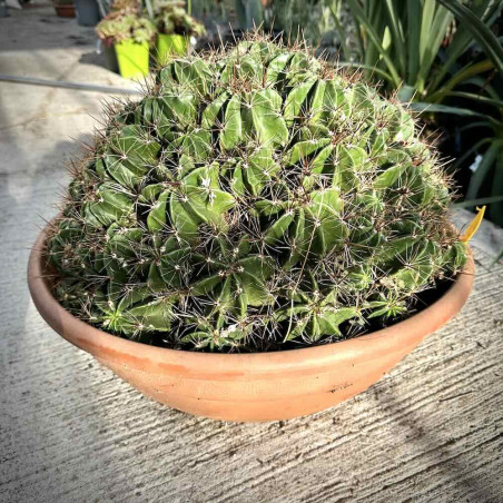 Ferocactus robustus 25 l
