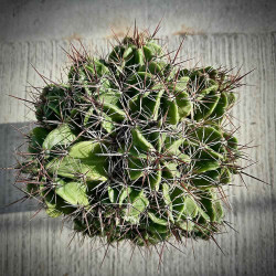 Ferocactus robustus 5 l
