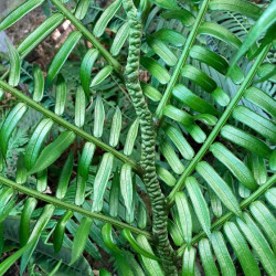 Angiopteris fokiensis