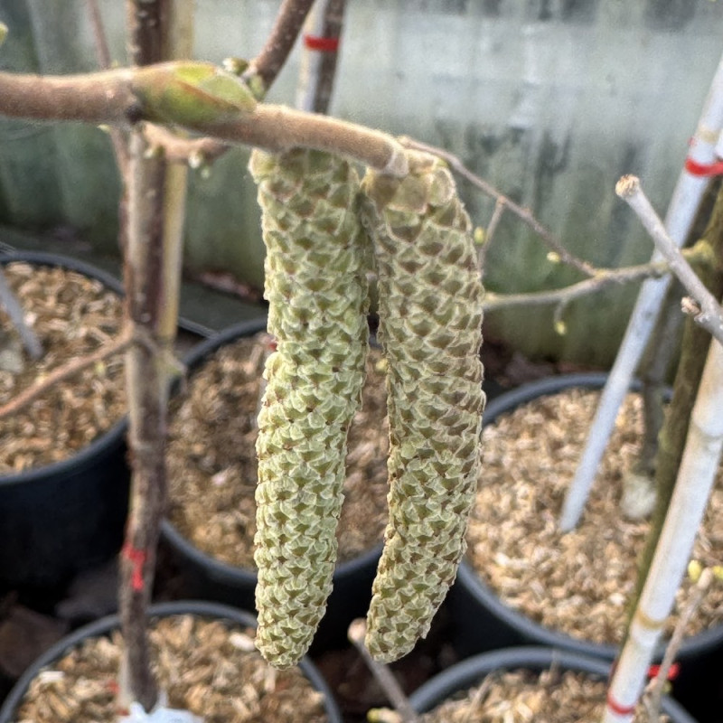 Corylus x colurnoides Chinoka, noisetier