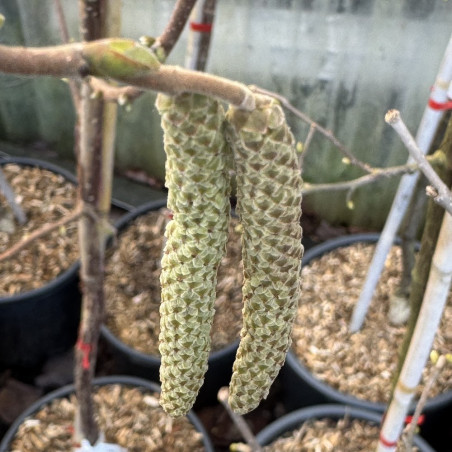 Corylus x colurnoides Chinoka, noisetier