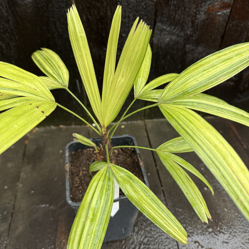 Rhapis excelsa Aya Hime