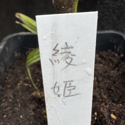 Rhapis excelsa Aya Hime