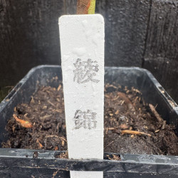 Rhapis excelsa Aya Nishiki