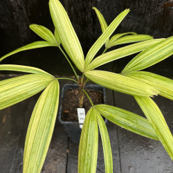 Rhapis excelsa Aya Nishiki