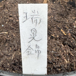 Rhapis excelsa Zuiko Nishiki