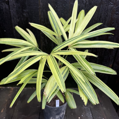 Rhapis excelsa Zuiko Nishiki