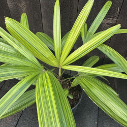 Rhapis excelsa Kinpou Nishiki